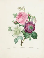 Rose, Anemone und Clematis, graviert von Victor, aus 